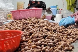 (Ảnh minh họa: Hoàng Nhị/TTXVN)