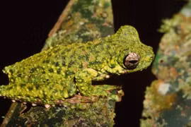 (Nguồn: AAP)