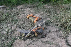 Con cá sấu bị người dân bắt được vào sáng 2/4. (Ảnh: Danh Chanh Đa/TTXVN)