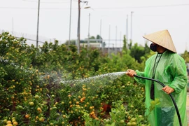Đến làng quất Tứ Liên vào dịp này, mọi người sẽ bị thu hút bởi không gian sặc sỡ của những cây quất đến độ chín cũng như những cây quất bonsai dáng đẹp. (Ảnh: Hoài Nam/Vietnam+)