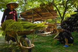 Vào những ngày này đến làng Mễ Trì (Nam Từ Liêm, Hà Nội), người ta sẽ bắt gặp hương cốm dịu thơm thoảng khắp đất trời. (Ảnh: PV/Vietnam+)