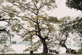[Photo] Những khoảnh khắc lãng mạn của mùa đông Hà Nội