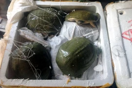 180 cá thể ba ba nhập lậu bị thu giữ. (Ảnh: Nguyễn Hoàng/TTXVN) 