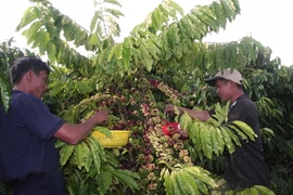 Thu hoạch càphê. (Ảnh: Đặng Tuấn/TTXVN)