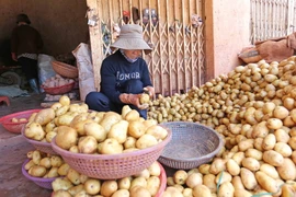 Phân loại khoai tây Trung Quốc theo kích cỡ củ để chuẩn bị đóng gói. (Ảnh: Nguyễn Dũng/TTXVN)