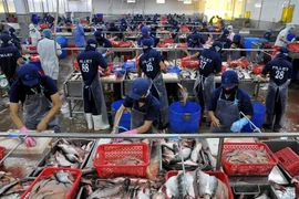 Chế biến ca tra xuất khẩu tại Công ty Hùng Cá, thành phố Cao Lãnh, tỉnh Đồng Tháp. (Ảnh: An Hiếu/TTXVN)