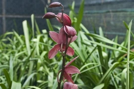 Một loại Địa lan. (Ảnh: Thế Anh/TTXVN)