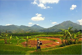 Ảnh minh họa. (Nguồn: agroasianews.com)