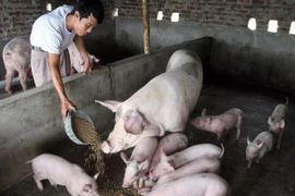 Việc thương lái Trung Quốc tìm mua lợn mỡ là bình thường