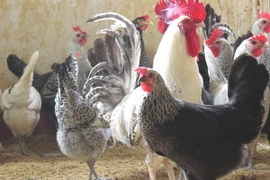 Nuôi thử thành công giống gà siêu trứng VCN-G15