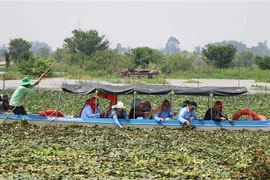 Du khách tham gia trải nghiệm hoạt động hái ấu của người nông dân ở khu vực lòng hồ Tân Trung, huyện Phú Tân, tỉnh An Giang. (Ảnh: Công Mạo/TTXVN)