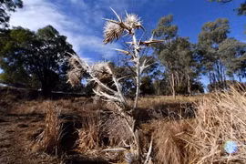 Cây cỏ bị chết khô do hạn hán tại Duri, New South Wales, Australia. (Nguồn: AFP/TTXVN)