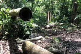 Gỗ bị khai thác trái phép chưa kịp chuyển đi. (Ảnh: K GỬIH/TTXVN)