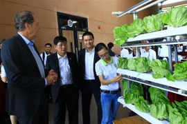 Các đại biểu tham quan thực tế Mô hình rau sạch 3S của sinh viên Trường Đại học Thủ Dầu Một. (Ảnh: Nguyễn Văn Việt/TTXVN)
