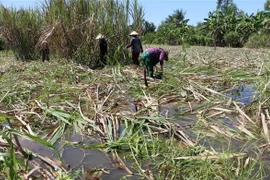 Diện tích mía tại xã Bình Thành, huyện Phụng Hiệp bị ngập. (Ảnh: Duy Khương/TTXVN)