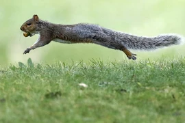 Ảnh chỉ có tính minh họa. (Nguồn: AP)