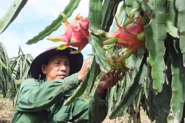 Người dân huyện Chợ Gạo thu hoạch thanh long. (Ảnh: Nam Thái/TTXVN)