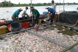 Cá chết nổi trắng trên mặt sông. (Ảnh: Nam Thái/TTXVN)