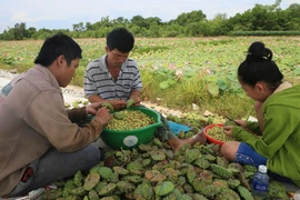 Thu hoạch sen ở xã Quảng Lợi, huyện Quảng Điền, Thừa Thiên-Huế. (Ảnh: Hồ Cầu/TTXVN)