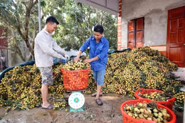 Vải lai chín sớm của huyện Phù Cừ được thương lái các tỉnh, thành phố trong nước đến tận nơi thu mua. (Ảnh: Phạm Kiên/TTXVN)