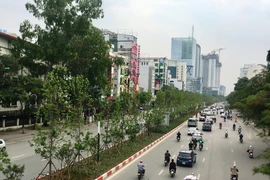 Những chiếc lá đầu tiên có dấu hiệu cho thấy việc hợp thổ nhưỡng của loài cây phong lá đỏ ở thủ đô. (Ảnh: Phương Linh/Vietnam+)