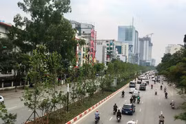 Những chiếc lá đầu tiên có dấu hiệu cho thấy việc hợp thổ nhưỡng của loài cây phong lá đỏ ở thủ đô. (Ảnh: Phương Linh/Vietnam+)