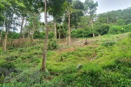 Xử lý nghiêm nhóm đối tượng hành hung nhân viên rừng phòng hộ Đại Ninh