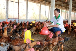 Gương Nông dân xuất sắc: Tỷ phú nông dân nuôi gà lai chọi thả vườn