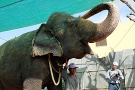 Con voi nổi tiếng của Campuchia chết sau thời gian bị nhiễm trùng răng