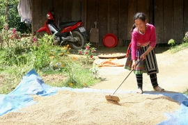 Ảnh minh họa. (Nguồn: TTXVN)