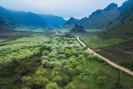 Cao nguyên Mộc Châu trong nắng ấm đầu Xuân. (Ảnh: Trọng Đạt/TTXVN)