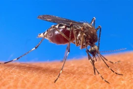 Muỗi là vật trung gian truyền virus Tây sông Nile sang người. (Ảnh: AFP/TTXVN)