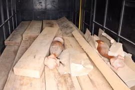 Số lượng gỗ lậu bị lực lượng chức năng thu giữ. (Ảnh: Đức Thọ/TTXVN)