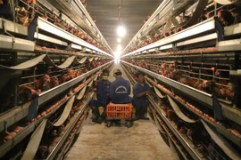 Mô hình chăn nuôi tự động theo công nghệ CHLB Đức của doanh nghiệp Hùng Nhơn. (Ảnh: Dương Chí Tưởng/TTXVN)