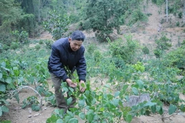 Vườn rau Bò khai. (Ảnh: Vũ Hoàng Giang/TTXVN)