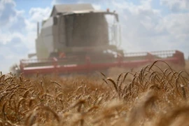 Thu hoạch lúa mì tại Pushkino, ngoại ô Moskva, Nga ngày 17/8. (Nguồn: EPA/TTXVN)