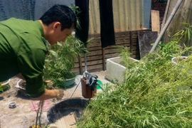 Nhổ bỏ cần sa trồng trái phép. Ảnh minh họa. (Nguồn: TTXVN)