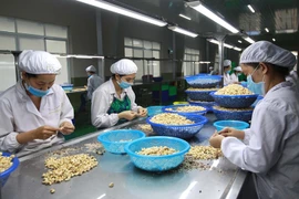 Chế biến điều xuất khẩu tại Công ty TNHH Sản xuất Thương mại Phúc An (Bình Phước). (Ảnh: Thanh Vũ/TTXVN)