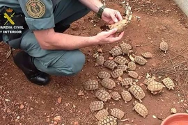 Những con rùa được nuôi trong trang trại. (Nguồn: phys.org)