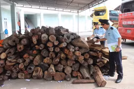 Tang vật gỗ trắc trái phép bị thu giữ. Ảnh minh họa. (Nguồn: TTXVN)