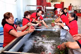 Phân loại thanh long xuất khẩu tại nhà máy Kim Thanh 2, huyện Chợ Gạo, tỉnh Tiền Giang. (Ảnh: Đức Nhung/TTXVN)