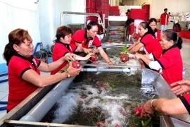 Phân loại thanh long xuất khẩu tại nhà máy Kim Thanh 2, huyện Chợ Gạo, tỉnh Tiền Giang. (Ảnh: Đức Nhung/TTXVN)