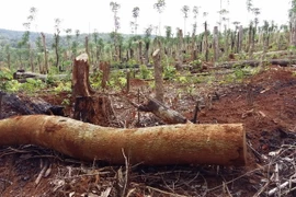 Tình trạng phá rừng, lấn chiếm và mua bán đất rừng tại xã Quảng Sơn, huyện Đắk Glong diễn ra công khai, gây bức xúc trong dư luận. (Ảnh: Ngọc Minh/TTXVN)