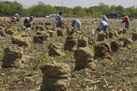 Nông dân thu hoạch hành tây tại Texas, Mỹ. (Nguồn: AFP/TTXVN)