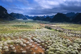 Thung lũng mận Nà Ka, Mộc Châu trong nắng ấm. (Ảnh: Trọng Đạt/TTXVN)