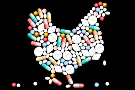 Ảnh minh họa. (Nguồn: aspca)