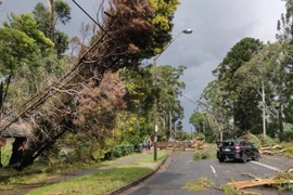 Cây cối gãy đổ sau giông lốc. (Nguồn: news.com.au)