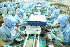 Chế biến thủy sản xuất khẩu. (Ảnh: Vũ Sinh/TTXVN)