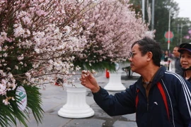 Người dân Hải Phòng thưởng lãm hoa anh đào Nhật Bản năm 2017. (Ảnh: Lâm Khánh/TTXVN)