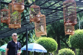 Hầu như khách nước ngoài đến Công viên Tao Đàn cũng bị thu hút bởi những chú chim. (Ảnh: Thanh Tân/TTXVN)